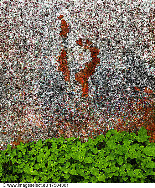 Green plants growing along old weathered wall