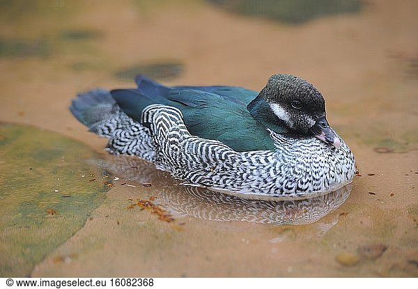 Green Pygmy Goose (Nettapus pulchellus) Water  Australia