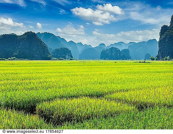 Green rice field and carst mounains. Tam Coc  Vietnam  Asia