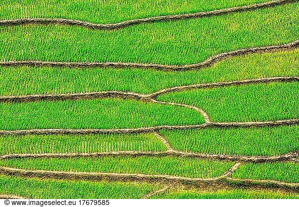 Green rice field terraces Near Sapa  Vietnam  Asia