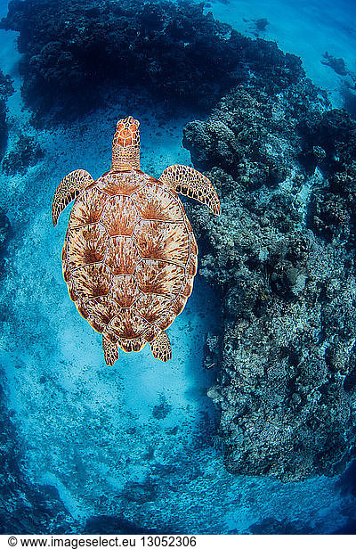 Green sea turtle  Cozumel  Quintana Roo  Mexico