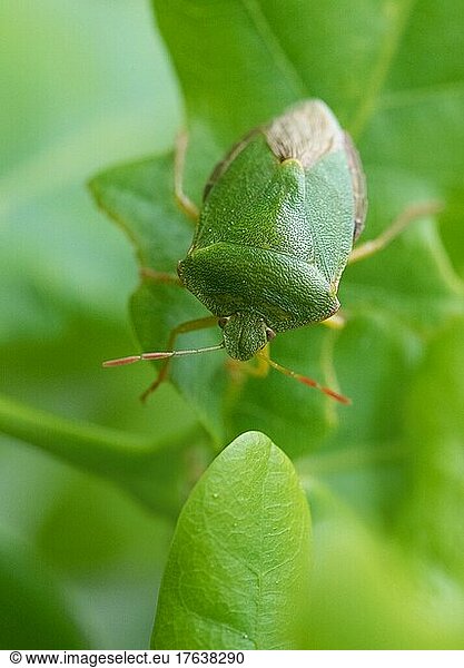 Green shield bug (Palomena prasina)  sitting well camouflaged on a leaf in the garden  Velbert  Germany  Europe