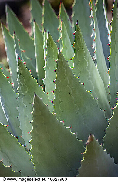 Green spiked leaves of agave plant