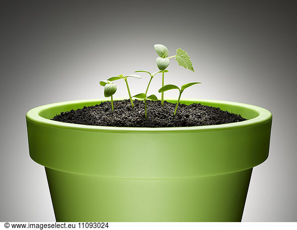 Green sprouts growing from flowerpot against gray background