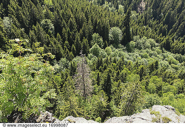 Green spruce trees of Thuringian Forest