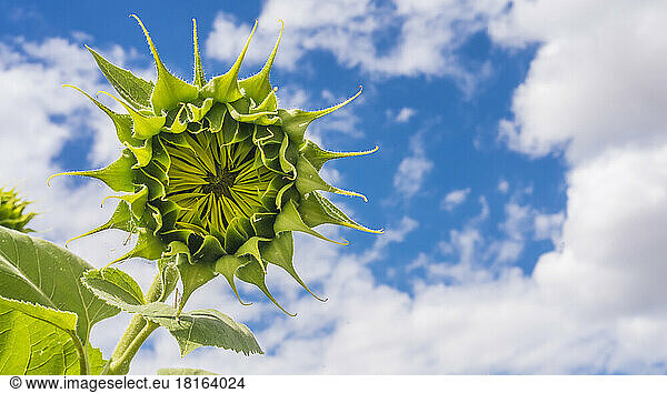 Green sunflower growing against sky