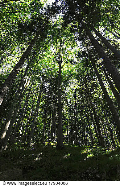 Green tall forest trees in summer