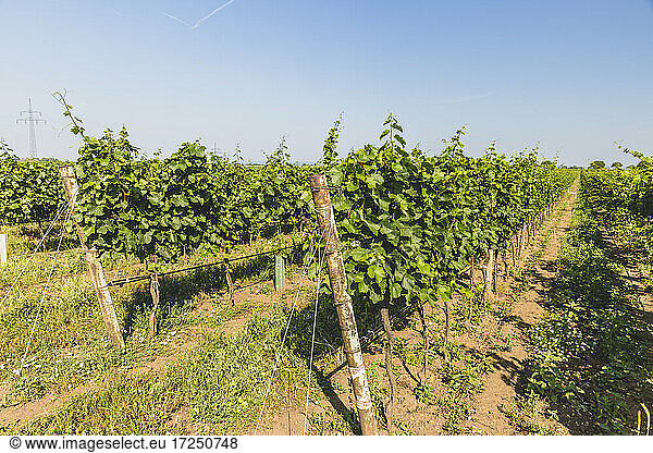 Green vineyard in summer