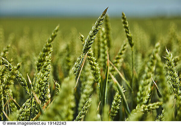 Green wheat growing in field