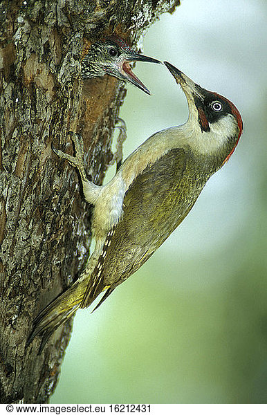 Green Woodpecker feeding