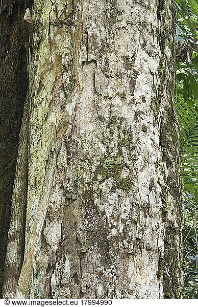 Greenheart (Chlorocardium rodiei) Nahaufnahme des Stammes  Iwokrama-Regenwald  Schild von Guayana  Guyana  Oktober  Südamerika