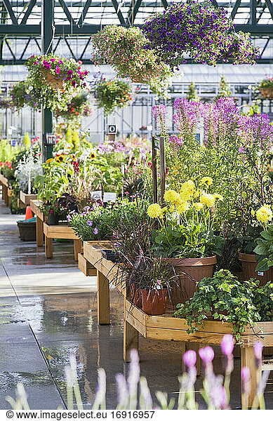 Greenhouse display with potted plants and hanging baskets over hanging baskets in garden centre..