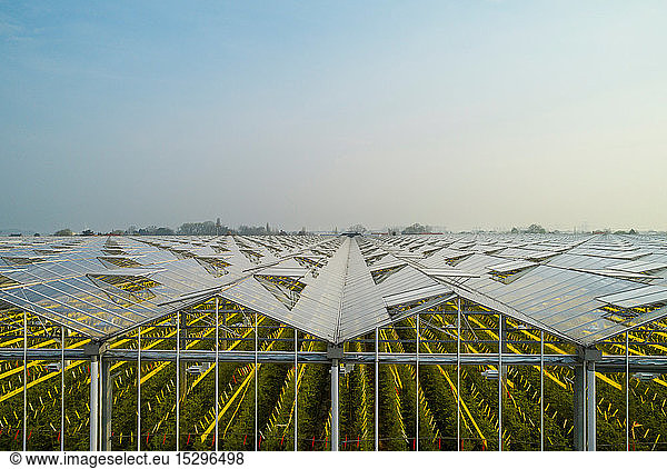 Greenhouse in the Westland area  part of Netherlands with large concentration of greenhouses  elevated view  Maasdijk  Zuid-Holland  Netherlands