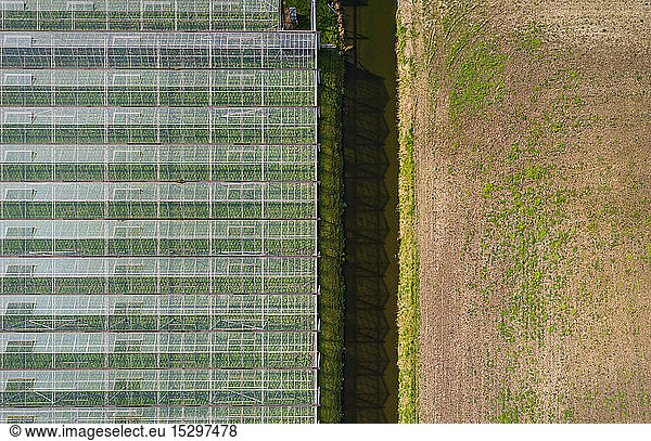 Greenhouse in the Westland area  part of Netherlands with large concentration of greenhouses  overhead view  Maasdijk  Zuid-Holland  Netherlands