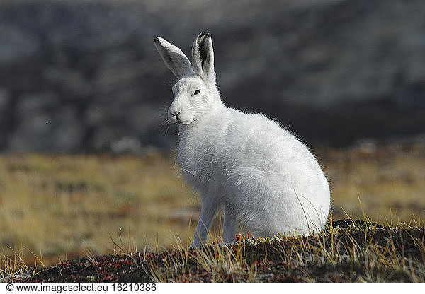Greenland  Arctic hare  close up