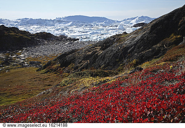 Greenland  Ilulissat  Fjord  flowering plants in foreground