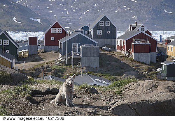 Greenland  Tasiilaq  Sled dog