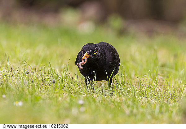 Gremany  Hesse  Blackbird perching on grass