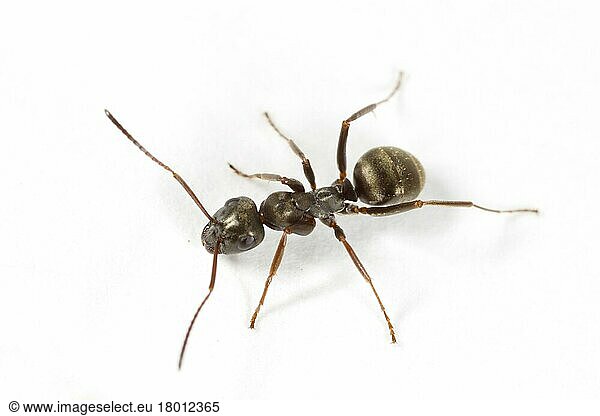 Grey black negro ant (Formica fusca)  Grey black slave ants  Scale ant  Scale ants  Other animals  Insects  Animals  Ants  Negro Ant adult worker  on white background  Powys  Wales  United Kingdom  Europe