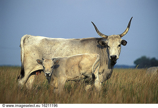 grey cow and calv  steppenrind