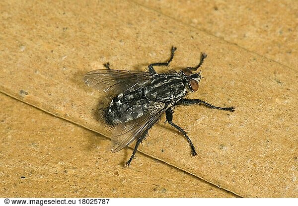 Grey flesh fly  Grey flesh flies  Other animals  Insects  Animals  Flesh fly  Sarcophaga carnaria  adult fly