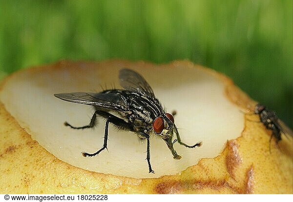 Grey flesh fly  Grey flesh flies (Sarcophaga carnaria)  Other animals  Insects  Animals  Flesh fly adult  feeding on rotten fruit  Oxfordshire  England  United Kingdom  Europe