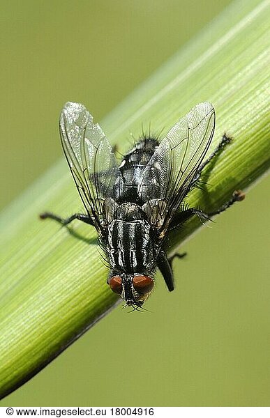 Grey flesh fly  Grey flesh flies (Sarcophaga carnaria)  Other animals  Insects  Animals  Flesh fly adult  resting on grass  Oxfordshire  England  United Kingdom  Europe