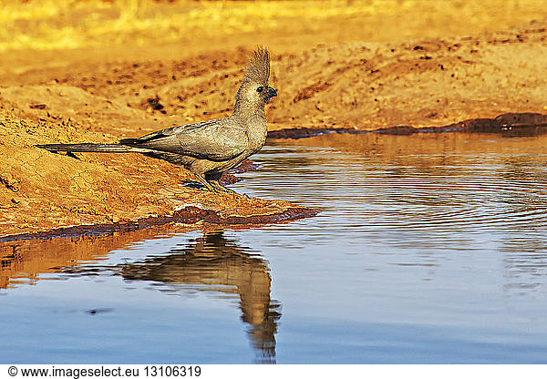 Grey Go-Away-Bird (Corythaixoides concolor); Botswana