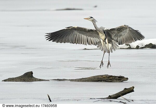 Grey heron (Ardea cinerea) landing on frozen water surface  Hesse  Germany  Europe