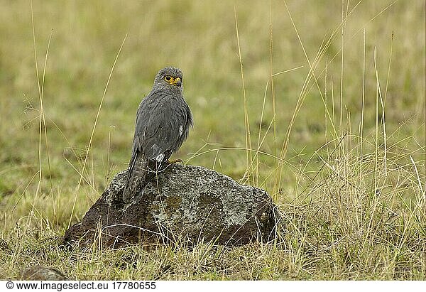 Grey kestrel (Falco ardosiaceus)  Grey Falcons  falcon  birds of prey  animals  birds  Grey Kestrel adult  perched on rock  Masai Mara  Kenya  Africa