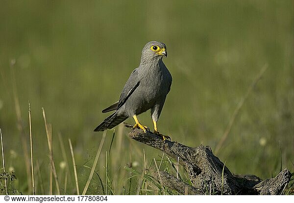 Grey kestrel (Falco ardosiaceus)  Grey Falcons  falcon  birds of prey  animals  birds  Grey Kestrel adult perched on stump  Masaii Mara  Kenya  Africa