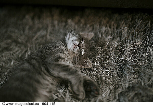 Grey Kitten