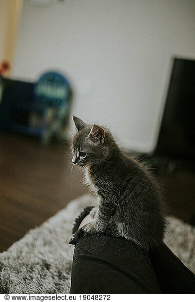 Grey Kitten