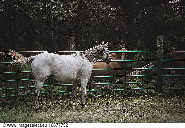 Grey mare quarter horse in round pen meeting buckskin horse