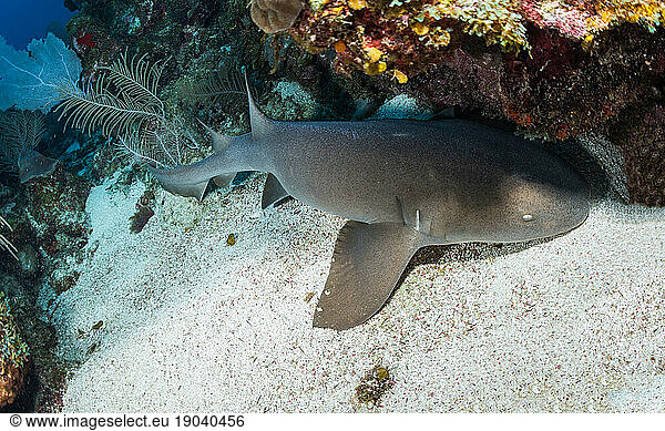 Grey Nurse shark lies on the bottom of the ocean floor in Utila