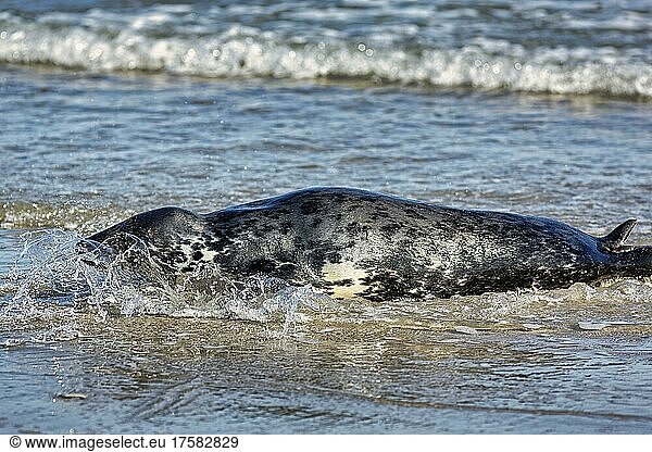 Grey seal (Halichoerus grypus)  female swims to the beach  Helgoland dune  Helgoland Island  Schleswig-Holstein  Germany  Europe