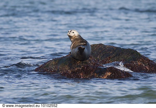 Grey Seal resting on a rock in ocean.
