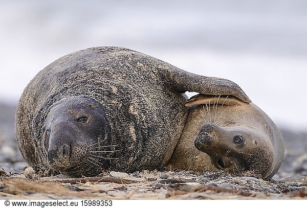 Grey seals (Halichoerus grypus) hug  male and female  Heligoland  Schleswig-Holstein  North Sea  Germany  Europe