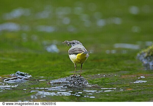 Grey wagtail (Motacilla cinerea) male on rock in stream with insect prey in beak