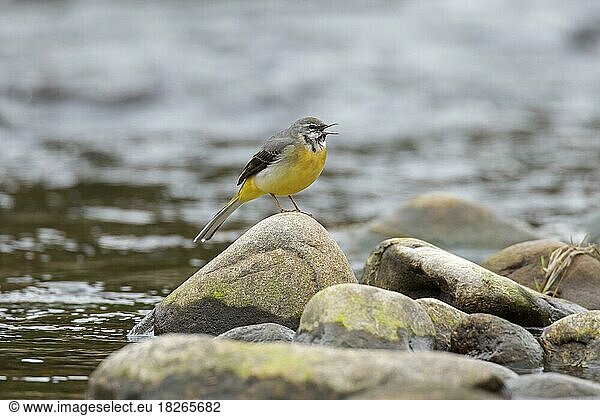 Grey wagtail (Motacilla cinerea) male singing from rock in stream in the Scottish Highlands  Scotland  UK