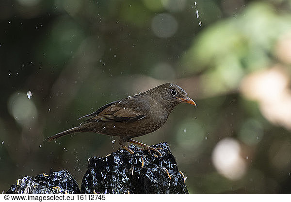 Grey-winged Blackbird (Turdus boulboul) showering under a trickle of water  Gaoligongshan  Yunnan  China