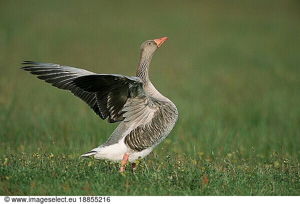 Greylag Goose flapping her wings  Texel  Netherlands  Graugans (Anser anser)  Flügel schlagend  Texel  Niederlande  Europa