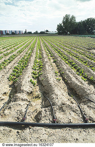 Griechenland  Bewässerungsschläuche auf einem Salatfeld