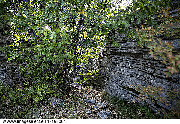 Griechenland  Epirus  Zagori  Pindos-Gebirge  Vikos-Nationalpark  Baum und Felsformation