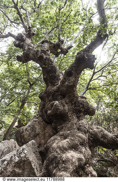 Griechenland Kreta Kato Zakros Totenschlucht knorriger Baum