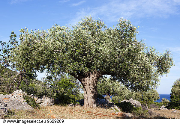 Griechenland  Limenas Geraka  Olivenbaum