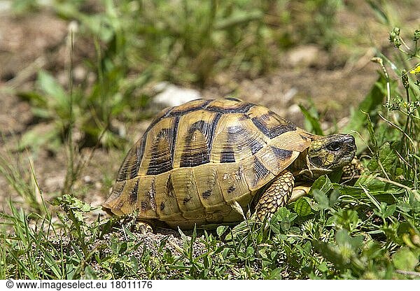 Griechische Landschildkröte  Griechische Landschildkröten  Andere Tiere  Reptilien  Schildkröten  Tiere  Landschildkröten  Eastern Hermann's tortoise  Bulgaria
