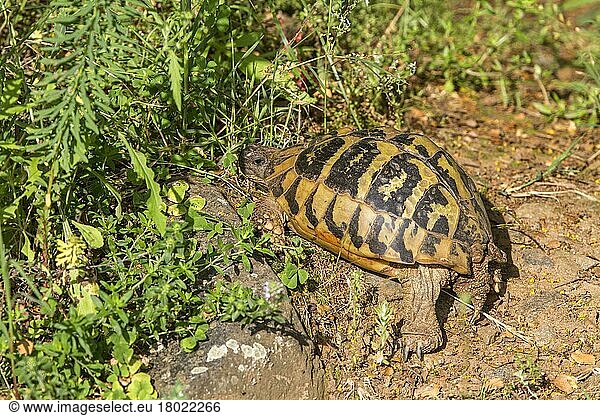 Griechische Landschildkröte  Griechische Landschildkröten  Andere Tiere  Reptilien  Schildkröten  Tiere  Landschildkröten  Eastern Hermann's tortoise  Bulgaria
