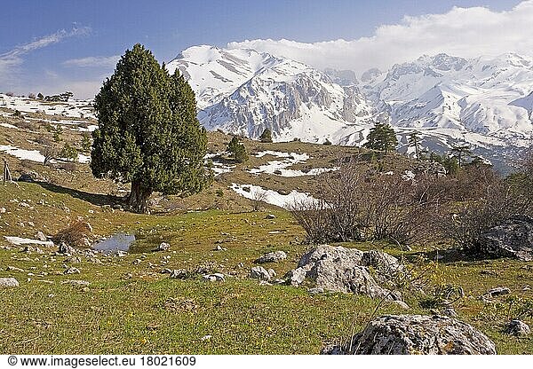 Griechischer Wacholder (Juniperus excelsa)  Zypressengewächse  Grecian Juniper ancient tree  in montane habitat  Vali Cesmesi Gecidi Pass  Taurus Mountains  Anatolia  Turkey  spring