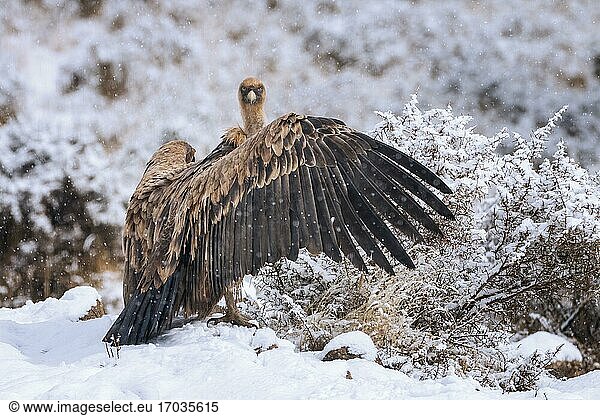 Griffon vulture (Gyps fulvus) resting in snow  Catalan Alps  Spain  Europe